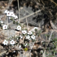 Gaudium namadgiense at Namadgi National Park - 5 Dec 2023