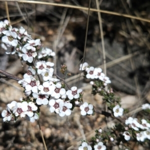 Gaudium namadgiense at Namadgi National Park - 5 Dec 2023