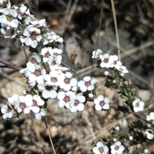 Gaudium namadgiense at Namadgi National Park - 5 Dec 2023