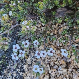 Gaudium namadgiense at Namadgi National Park - 5 Dec 2023 01:14 PM