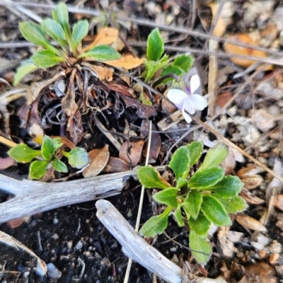 Viola improcera (Dwarf Violet) at Rendezvous Creek, ACT - 5 Dec 2023 by BethanyDunne