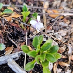 Viola improcera at Namadgi National Park - 5 Dec 2023