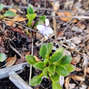 Viola improcera at Namadgi National Park - 5 Dec 2023 12:31 PM