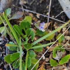 Viola improcera at Namadgi National Park - 5 Dec 2023 12:31 PM