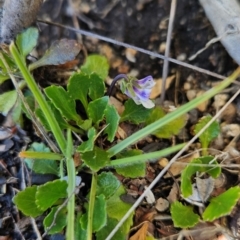 Viola improcera at Namadgi National Park - 5 Dec 2023