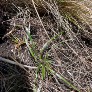 Celmisia sp. Pulchella (M.Gray & C.Totterdell 7079) Australian National Herbarium at Namadgi National Park - 5 Dec 2023