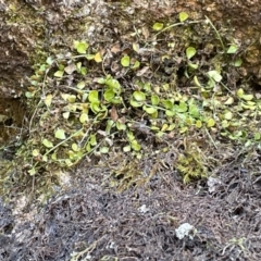 Asplenium flabellifolium (Necklace Fern) at Rendezvous Creek, ACT - 5 Dec 2023 by nath_kay