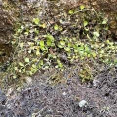 Asplenium flabellifolium (Necklace Fern) at Namadgi National Park - 5 Dec 2023 by nath_kay