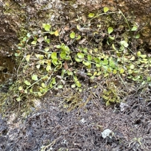 Asplenium flabellifolium at Namadgi National Park - 5 Dec 2023 03:07 PM