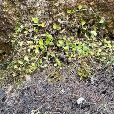 Asplenium flabellifolium (Necklace Fern) at Rendezvous Creek, ACT - 5 Dec 2023 by nath_kay