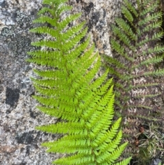 Polystichum proliferum (Mother Shield Fern) at Namadgi National Park - 5 Dec 2023 by nath_kay