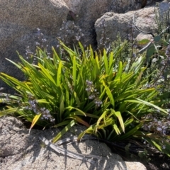 Dianella tasmanica (Tasman Flax Lily) at Namadgi National Park - 5 Dec 2023 by nathkay