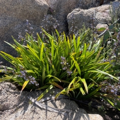 Dianella tasmanica (Tasman Flax Lily) at Namadgi National Park - 5 Dec 2023 by nath_kay