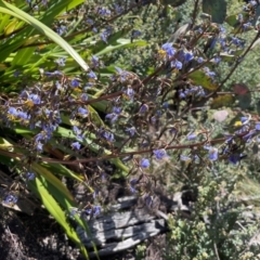 Dianella tasmanica at Namadgi National Park - 5 Dec 2023