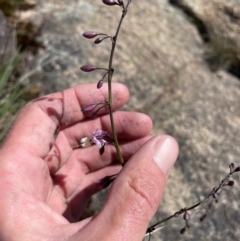 Arthropodium milleflorum (Vanilla Lily) at Namadgi National Park - 5 Dec 2023 by nathkay