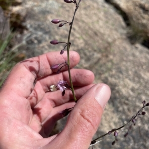 Arthropodium milleflorum at Namadgi National Park - suppressed