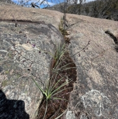 Arthropodium milleflorum at Namadgi National Park - suppressed