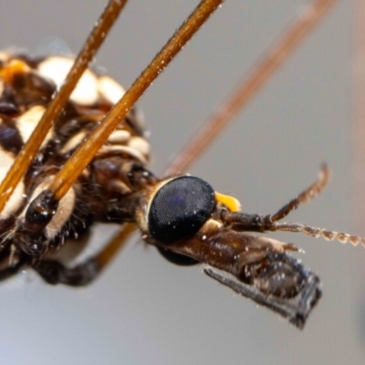 Ischnotoma (Ischnotoma) eburnea (A Crane Fly) at QPRC LGA - 2 Dec 2023 by MarkT