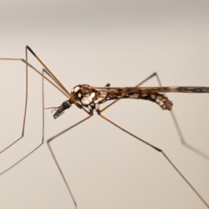 Ischnotoma (Ischnotoma) eburnea at QPRC LGA - suppressed