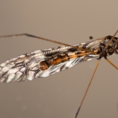 Ischnotoma (Ischnotoma) eburnea at QPRC LGA - 3 Dec 2023