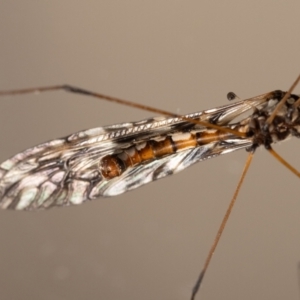 Ischnotoma (Ischnotoma) eburnea at QPRC LGA - suppressed