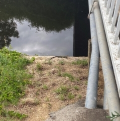 Intellagama lesueurii howittii (Gippsland Water Dragon) at Sullivans Creek, Acton - 5 Dec 2023 by teeniiee