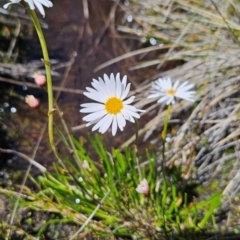 Brachyscome obovata (Baw Baw Daisy) at Rendezvous Creek, ACT - 5 Dec 2023 by BethanyDunne