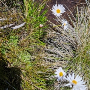 Brachyscome obovata at Namadgi National Park - 5 Dec 2023 11:49 AM