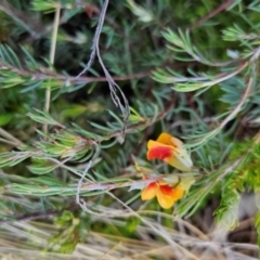 Pultenaea fasciculata (Bundled Bush-pea) at Rendezvous Creek, ACT - 5 Dec 2023 by BethanyDunne