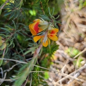 Pultenaea fasciculata at Namadgi National Park - 5 Dec 2023