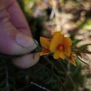 Pultenaea fasciculata at Namadgi National Park - 5 Dec 2023 12:10 PM