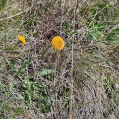 Craspedia aurantia var. aurantia (Orange Billy Buttons) at Rendezvous Creek, ACT - 5 Dec 2023 by BethanyDunne
