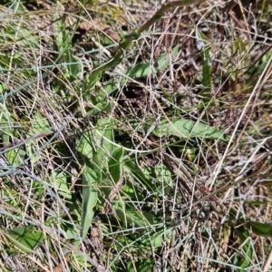 Craspedia aurantia var. aurantia at Namadgi National Park - 5 Dec 2023