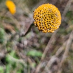 Craspedia aurantia var. aurantia at Namadgi National Park - suppressed