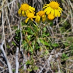 Senecio pinnatifolius var. alpinus at Rendezvous Creek, ACT - 5 Dec 2023 by BethanyDunne