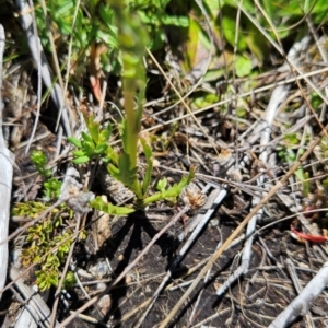 Senecio pinnatifolius var. alpinus at Namadgi National Park - 5 Dec 2023