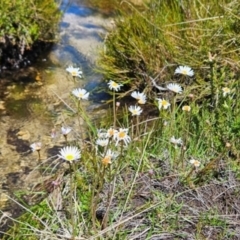 Brachyscome radicans (Marsh Daisy) at Rendezvous Creek, ACT - 5 Dec 2023 by BethanyDunne