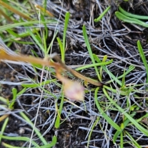 Brachyscome radicans at Namadgi National Park - 5 Dec 2023