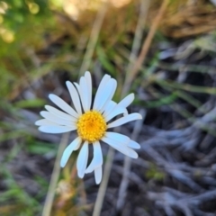 Brachyscome radicans at Namadgi National Park - 5 Dec 2023