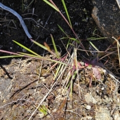 Deyeuxia sp. (A Bent Grass) at Rendezvous Creek, ACT - 5 Dec 2023 by BethanyDunne