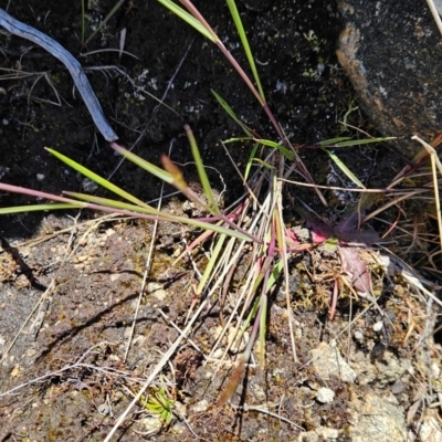 Deyeuxia (genus) (A Bent Grass) at Namadgi National Park - 5 Dec 2023 by BethanyDunne