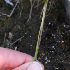 Deyeuxia sp. at Namadgi National Park - 5 Dec 2023