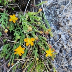 Hypericum gramineum (Small St Johns Wort) at Namadgi National Park - 5 Dec 2023 by BethanyDunne