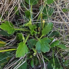 Ranunculus graniticola (Granite Buttercup) at Rendezvous Creek, ACT - 5 Dec 2023 by BethanyDunne