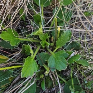 Ranunculus graniticola at Namadgi National Park - 5 Dec 2023