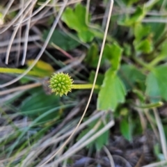 Ranunculus graniticola at Namadgi National Park - 5 Dec 2023