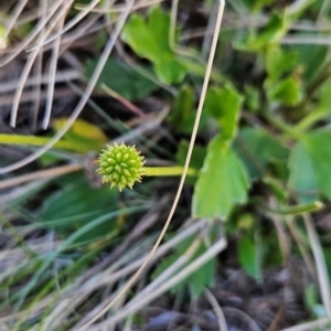 Ranunculus graniticola at Namadgi National Park - 5 Dec 2023