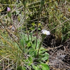 Pappochroma nitidum (Sticky Fleabane) at Rendezvous Creek, ACT - 5 Dec 2023 by BethanyDunne