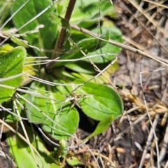 Pappochroma nitidum at Namadgi National Park - 5 Dec 2023 12:21 PM