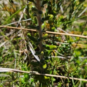 Asterolasia trymalioides at Namadgi National Park - 5 Dec 2023